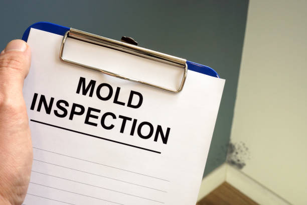 Why You Should Choose Our Mold Remediation Services in Mathis, TX